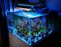 modern fish tank aquarium